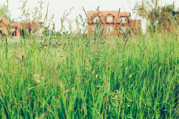 Cost of Tall Grass Cutting in Mequon