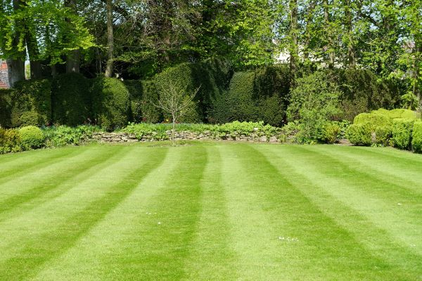 Cost of Grass Care Service in Mequon