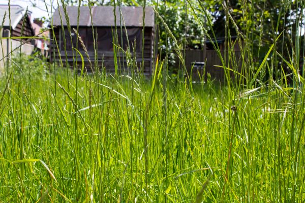 Cost of Overgrown Lawn Trimming in Mequon