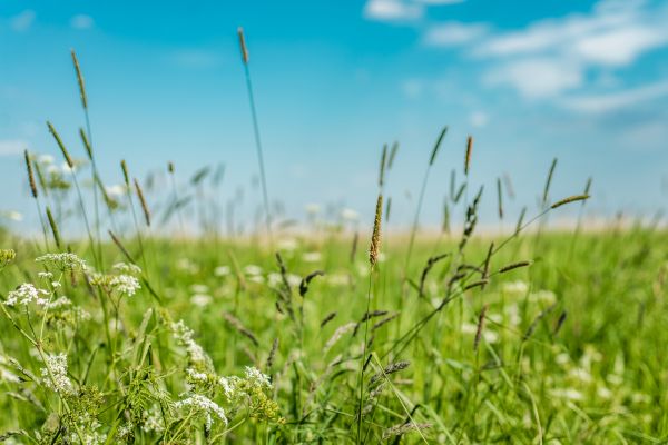 Cost of High Grass Trimming in Mequon